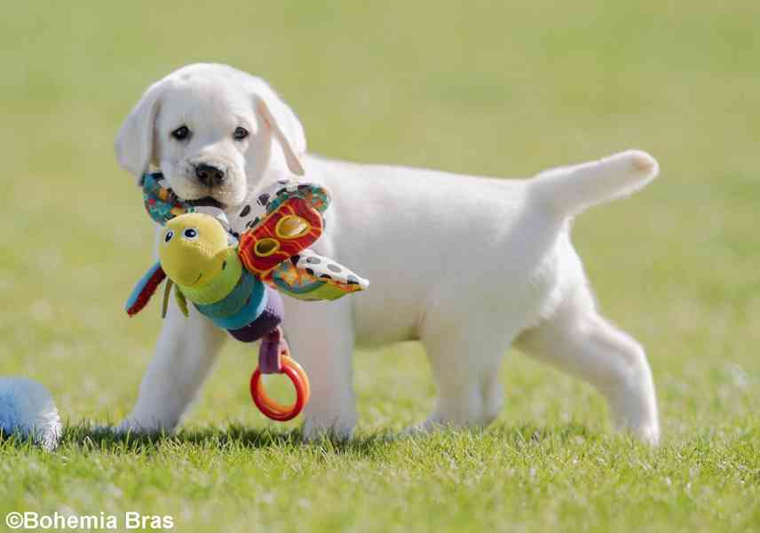 LABRADOR RETRIEVER - smetanový pejsek a fenka právě k odběru - foto 5