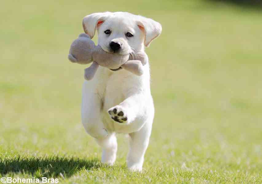 LABRADOR RETRIEVER - smetanový pejsek a fenka právě k odběru - foto 10