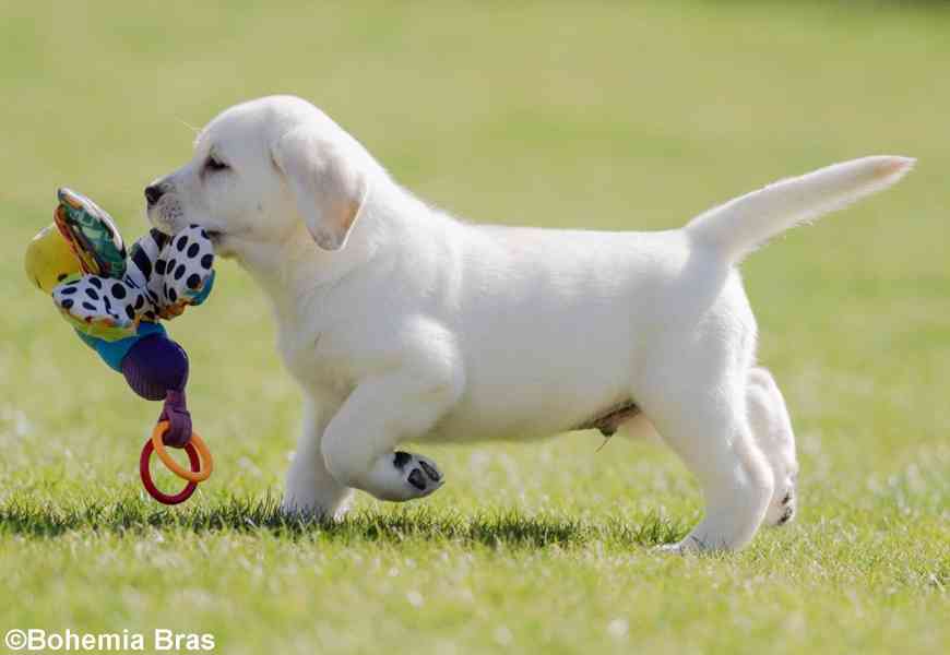 LABRADOR RETRIEVER - smetanový pejsek a fenka právě k odběru - foto 6