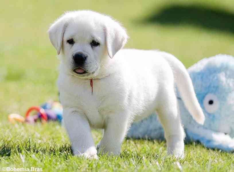 LABRADOR RETRIEVER - smetanový pejsek a fenka právě k odběru - foto 1