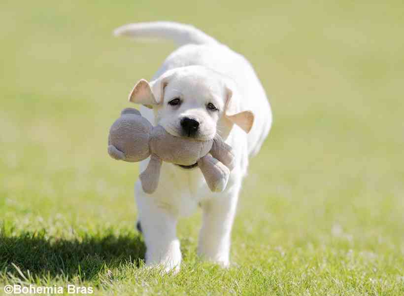 LABRADOR RETRIEVER - smetanový pejsek a fenka právě k odběru - foto 9