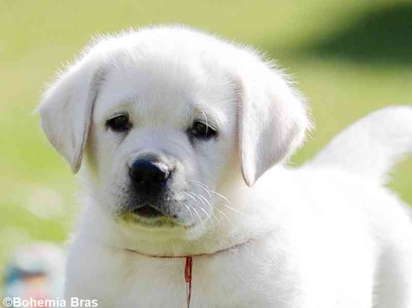 LABRADOR RETRIEVER - smetanový pejsek a fenka právě k odběru - foto 4