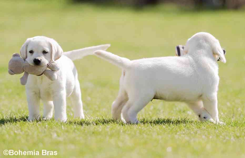 LABRADOR RETRIEVER - smetanový pejsek a fenka právě k odběru - foto 13