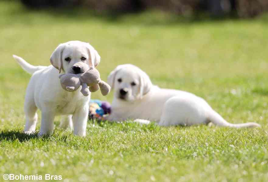 LABRADOR RETRIEVER - smetanový pejsek a fenka právě k odběru - foto 14
