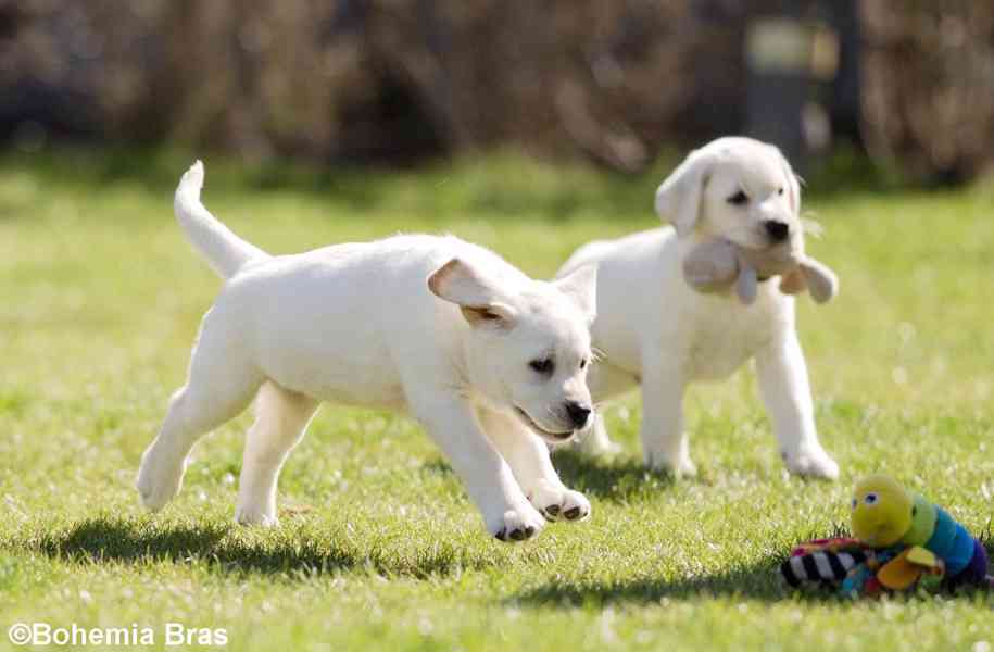 LABRADOR RETRIEVER - smetanový pejsek a fenka právě k odběru - foto 15