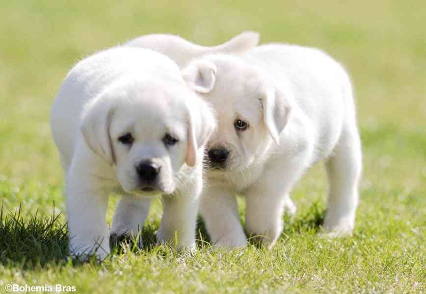 LABRADOR RETRIEVER - smetanový pejsek a fenka právě k odběru - foto 3