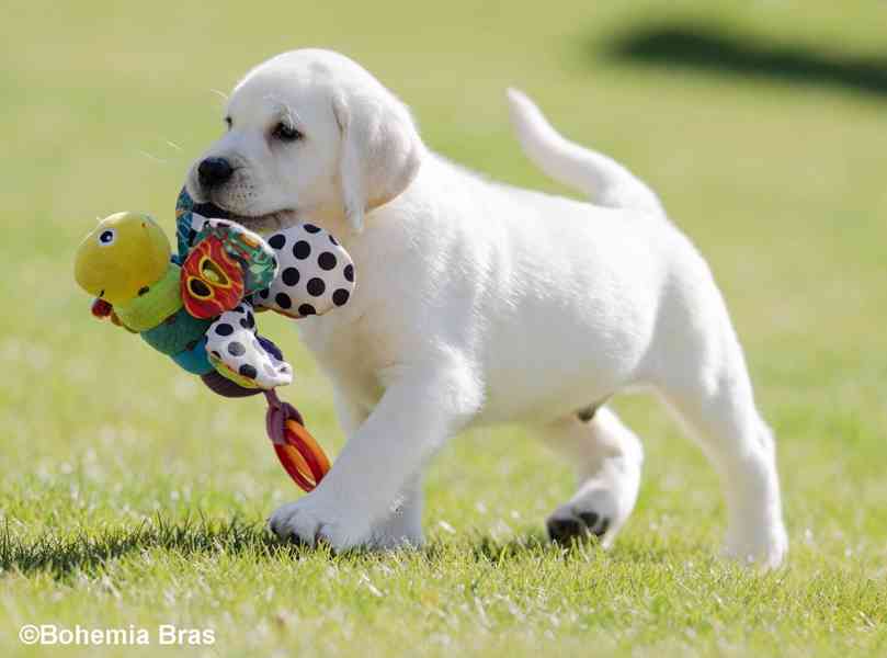 LABRADOR RETRIEVER - smetanový pejsek a fenka právě k odběru - foto 7