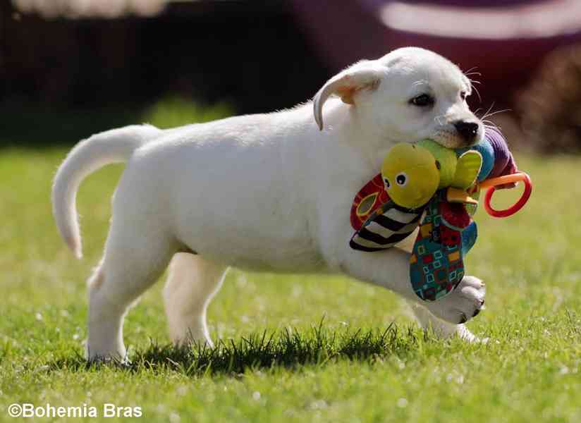 LABRADOR RETRIEVER - smetanový pejsek a fenka právě k odběru - foto 12