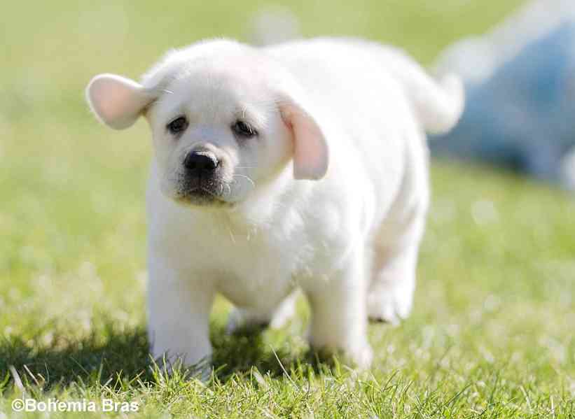 LABRADOR RETRIEVER - smetanový pejsek a fenka právě k odběru - foto 2