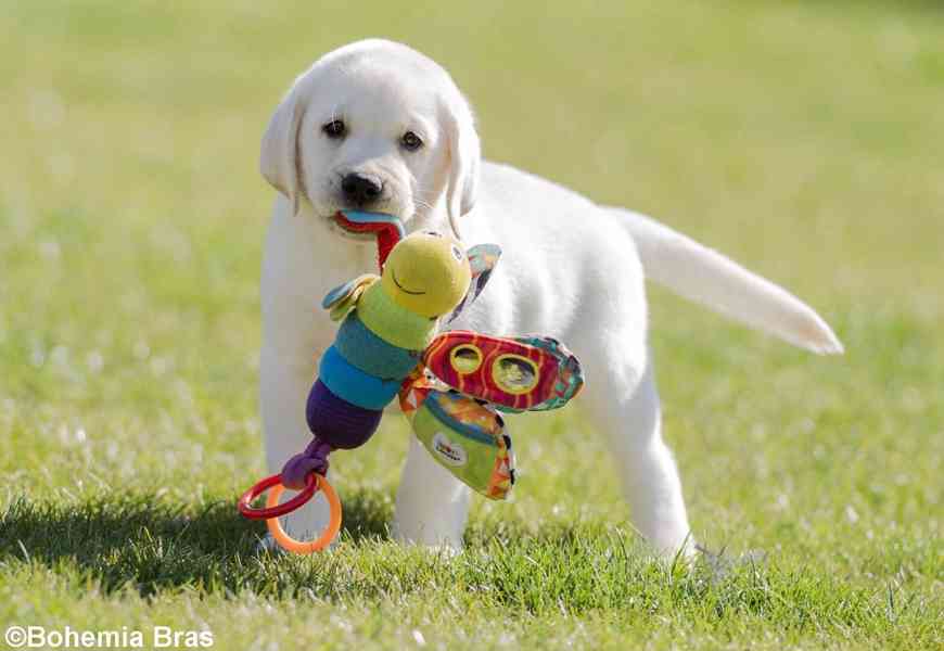 LABRADOR RETRIEVER - smetanový pejsek a fenka právě k odběru - foto 8