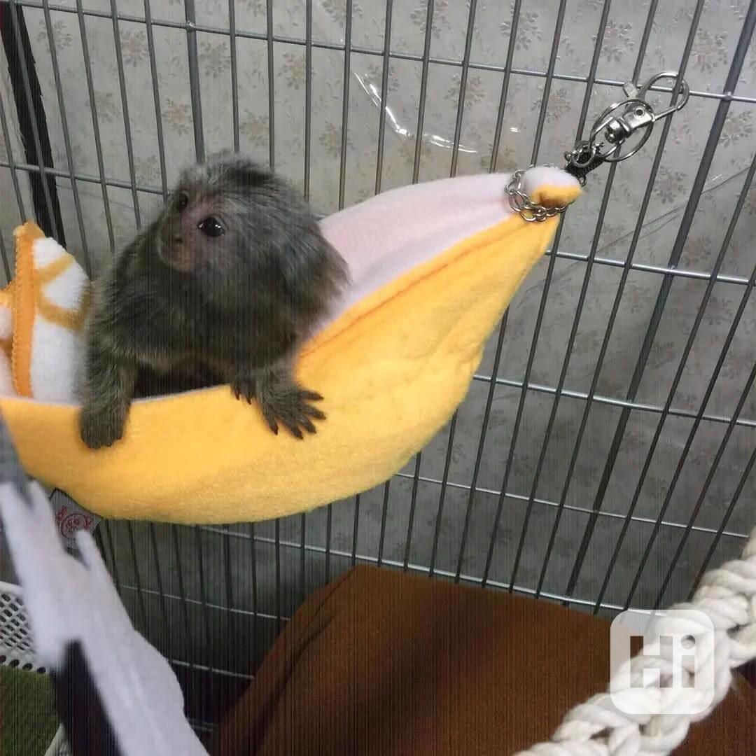 🌟 Kosman trpasličí na prodej - foto 1