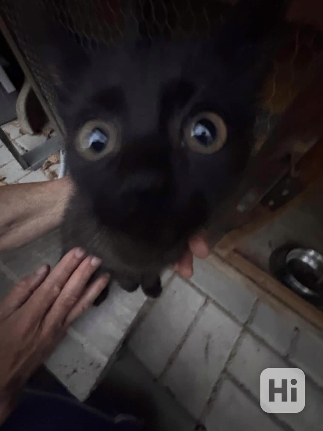 Čertík hledá nový domov - foto 1