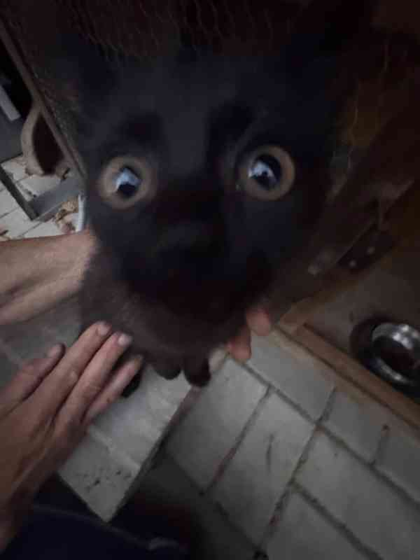Čertík hledá nový domov - foto 1