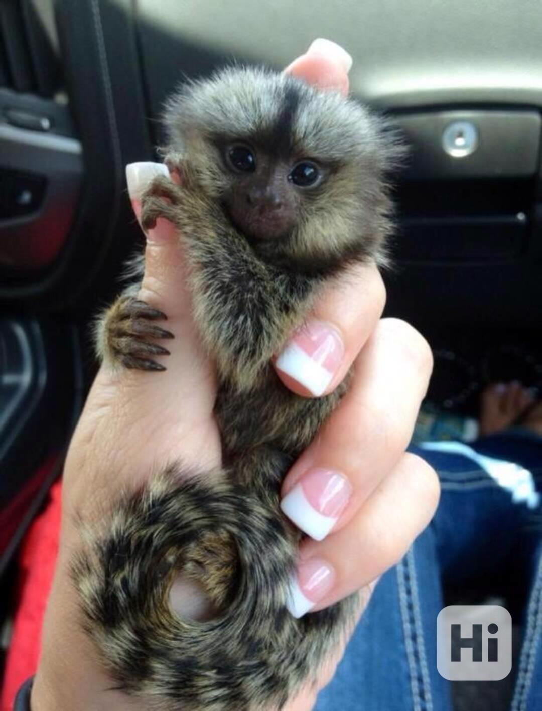Zdravé  Opice na prstech kosmanů k bezplatné adopci  - foto 1