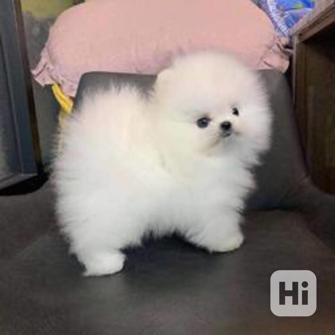 Roztomilá štěňata pomeranského ovčáka - foto 1
