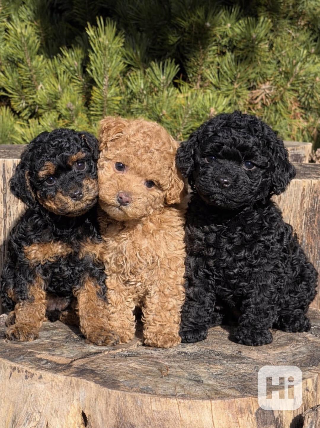 Rozkošná štěňátka Ben-doodle jsou připravena - foto 1