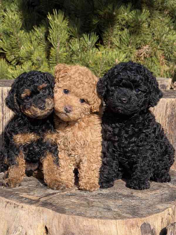 Rozkošná štěňátka Ben-doodle jsou připravena