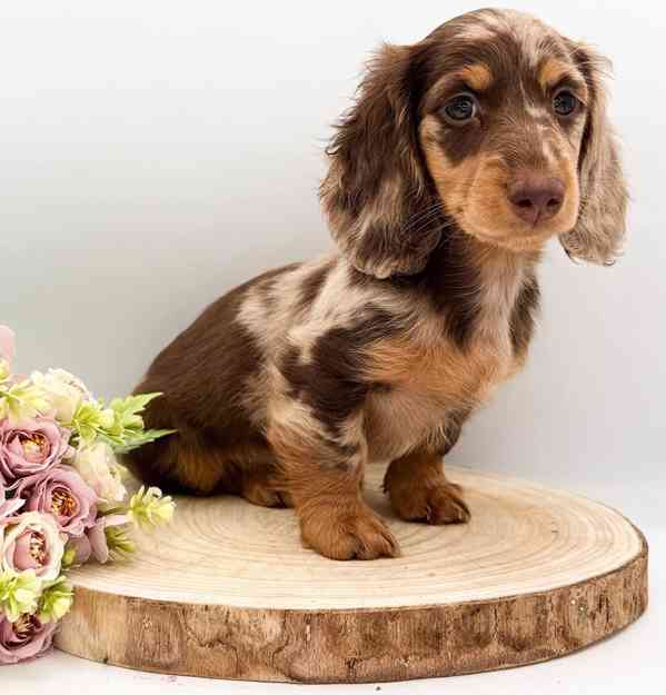 K dispozici 2 vynikající štěňata jezevčíka - foto 1