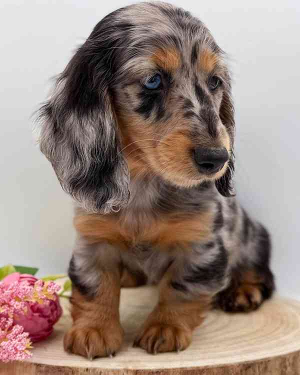 K dispozici 2 vynikající štěňata jezevčíka - foto 2