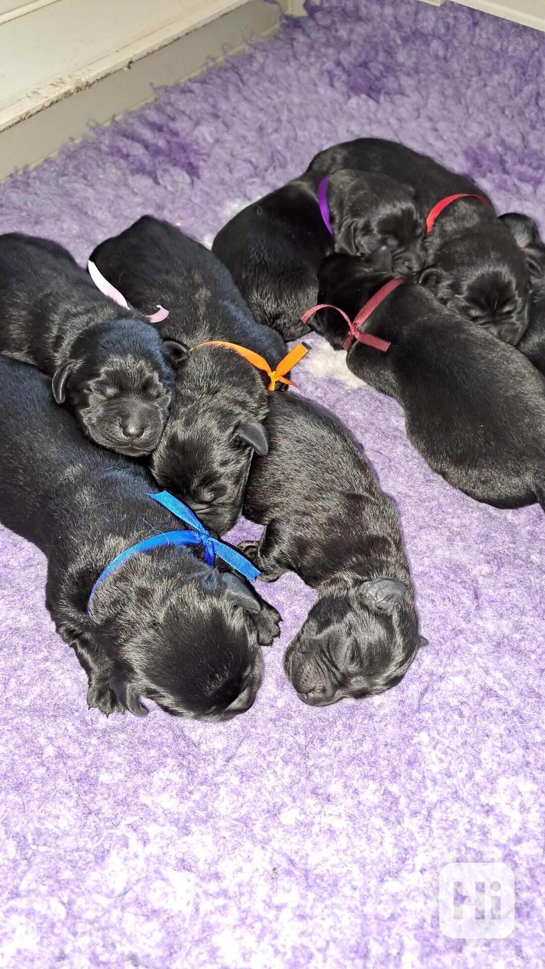 Černá štěňátka labradora s PP - foto 1