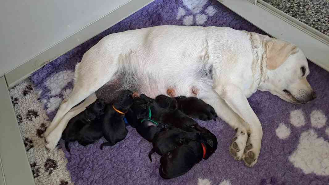 Černá štěňátka labradora s PP - foto 5