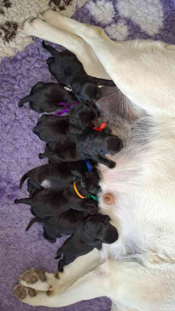 Černá štěňátka labradora s PP - foto 4