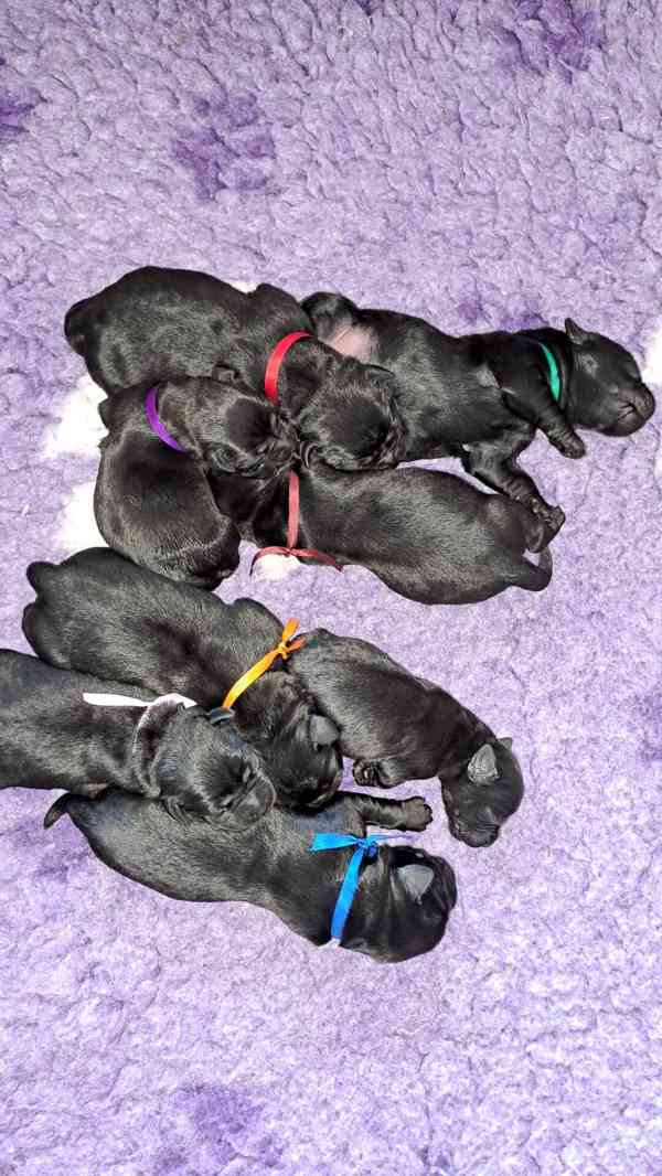 Černá štěňátka labradora s PP - foto 2