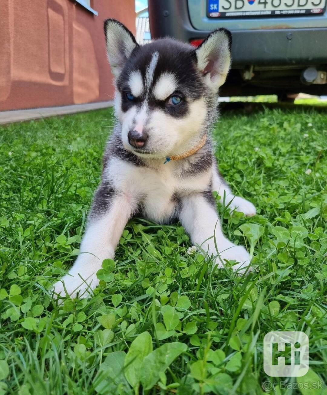 Sibiřský husky - štěňátka - foto 1