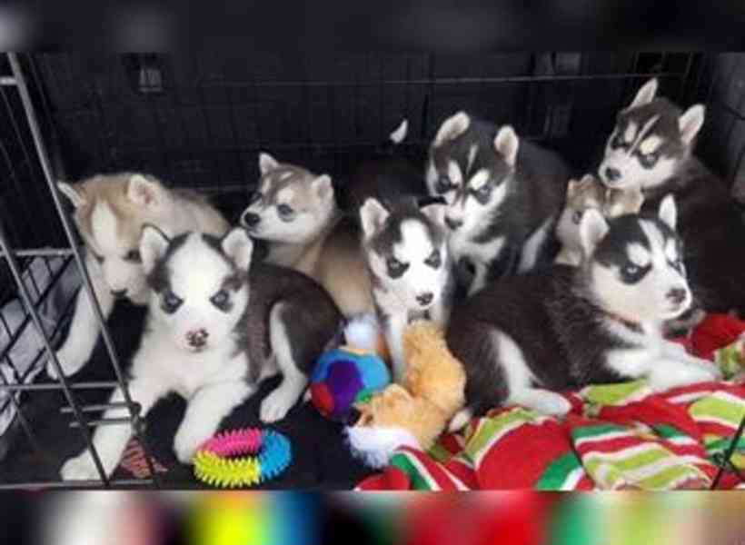 Sibiřský husky - štěňátka - foto 2