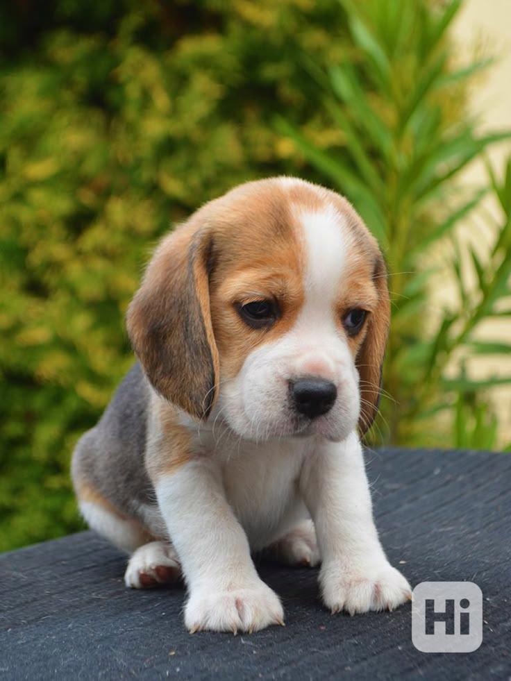 Krásná štěňata bígla k dispozici - foto 1