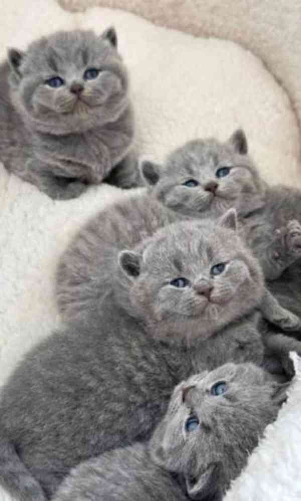 Britská krátkosrstá koťata - foto 1
