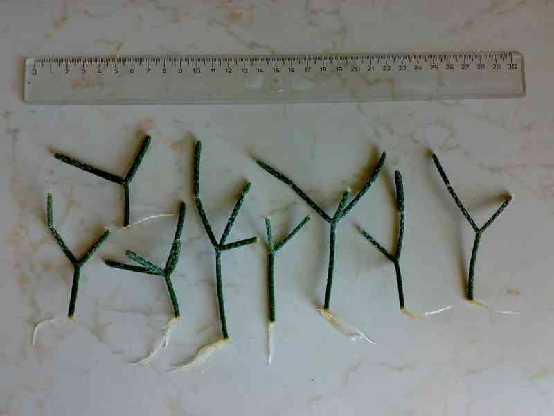 Rhipsalis pilocarpa - nenáročný kaktus - zakořeněné řízky - foto 5