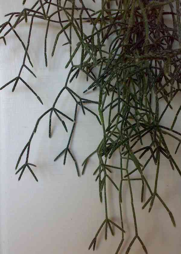 Rhipsalis pilocarpa - nenáročný kaktus - zakořeněné řízky - foto 4