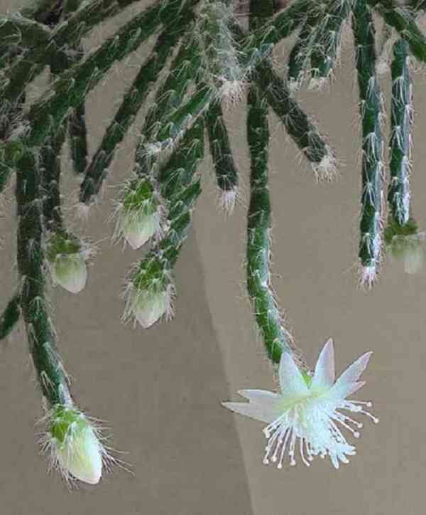Rhipsalis pilocarpa - nenáročný kaktus - zakořeněné řízky - foto 3