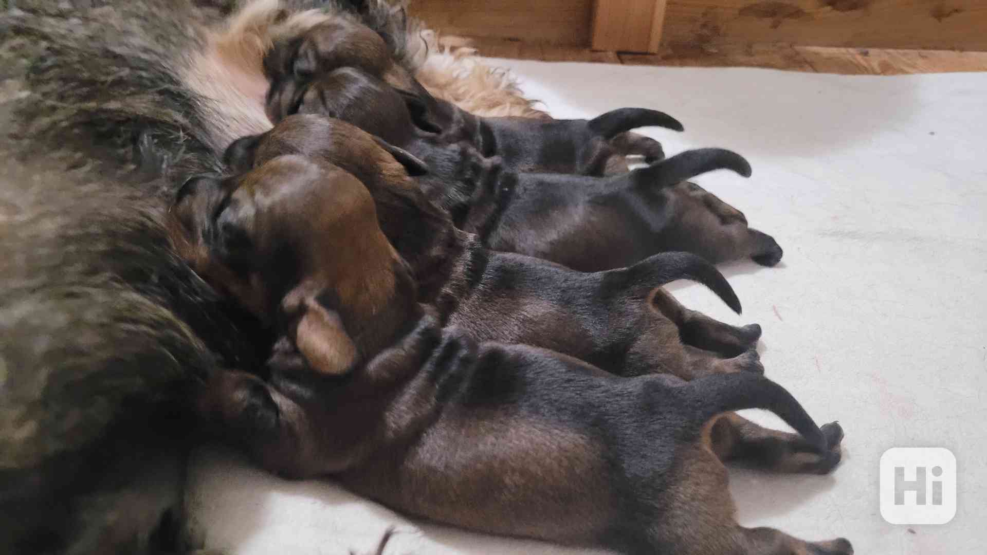 Jezevčík drsnosrstý standard - foto 1