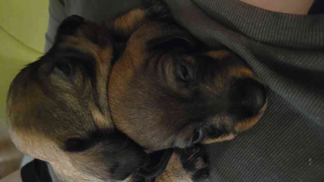 Jezevčík drsnosrstý standard - foto 3