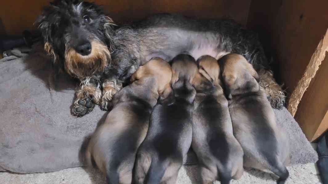 Jezevčík drsnosrstý standard - foto 4