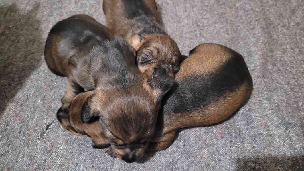 Jezevčík drsnosrstý standard - foto 2