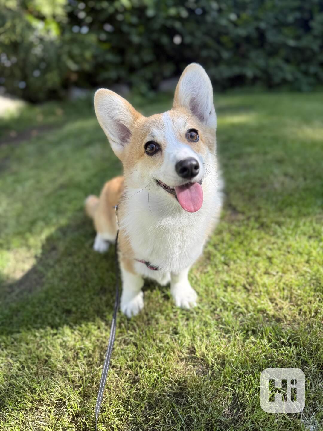 Krásná čistokrevná fenka Welsh Corgi Pembroke - foto 1