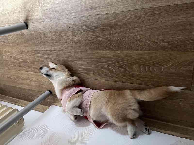 Krásná čistokrevná fenka Welsh Corgi Pembroke - foto 5