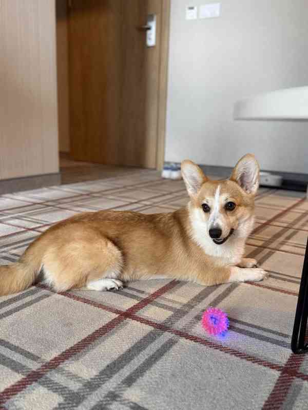 Krásná čistokrevná fenka Welsh Corgi Pembroke - foto 7