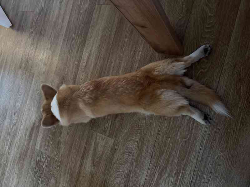 Krásná čistokrevná fenka Welsh Corgi Pembroke - foto 2