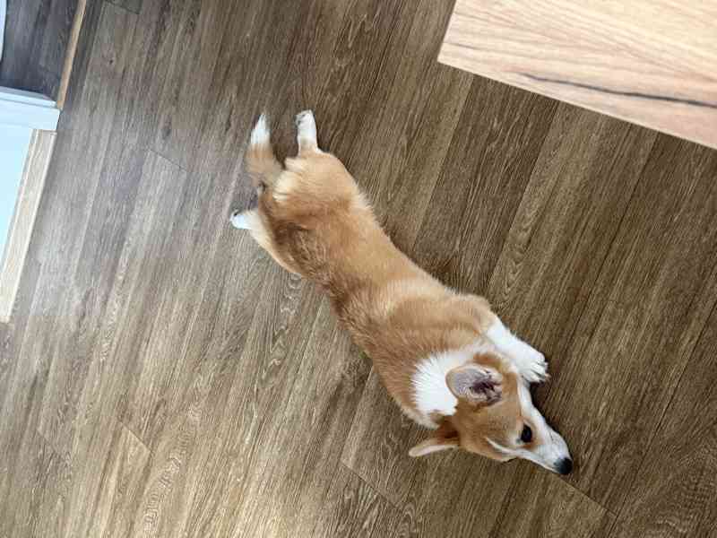 Krásná čistokrevná fenka Welsh Corgi Pembroke - foto 9