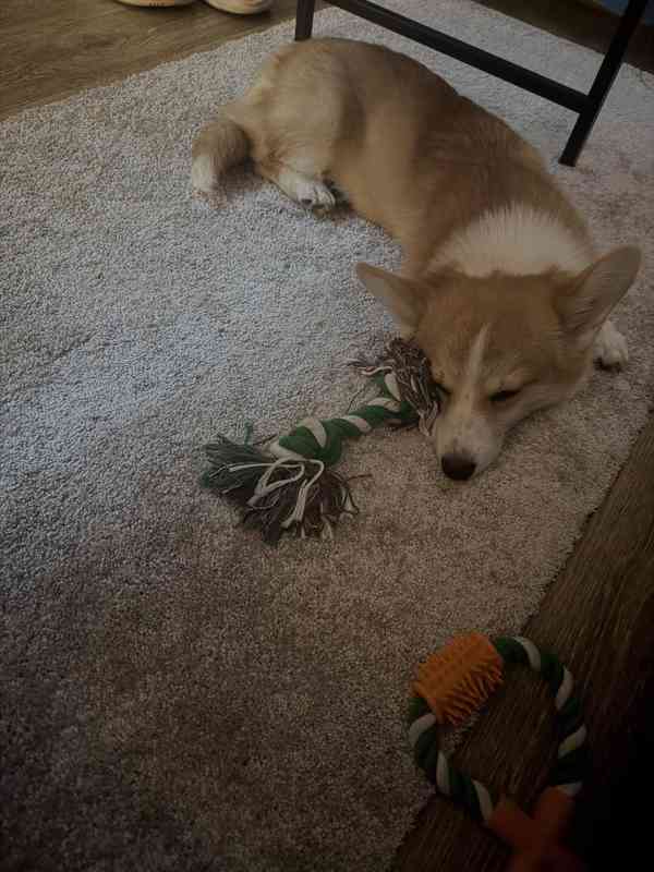 Krásná čistokrevná fenka Welsh Corgi Pembroke - foto 3