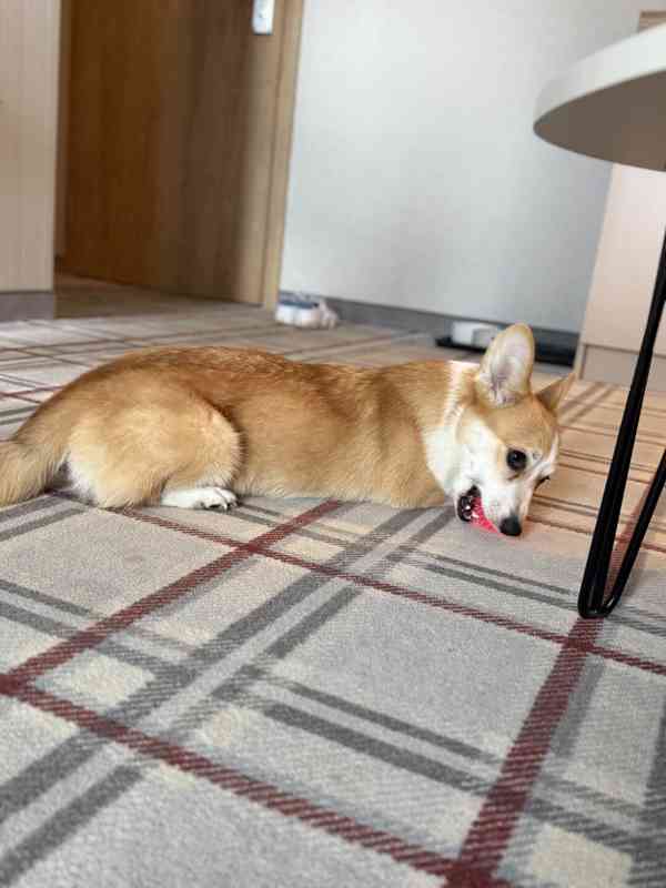 Krásná čistokrevná fenka Welsh Corgi Pembroke - foto 8