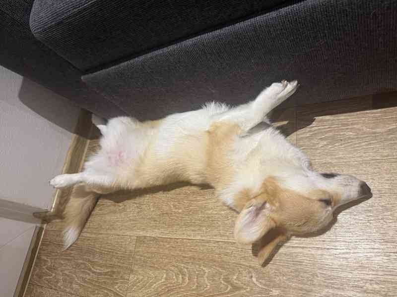 Krásná čistokrevná fenka Welsh Corgi Pembroke - foto 6