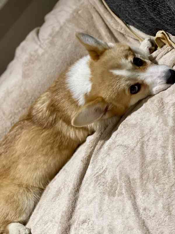 Krásná čistokrevná fenka Welsh Corgi Pembroke - foto 4