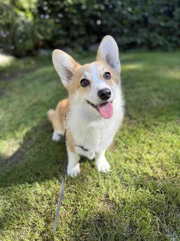 Krásná čistokrevná fenka Welsh Corgi Pembroke - foto 1