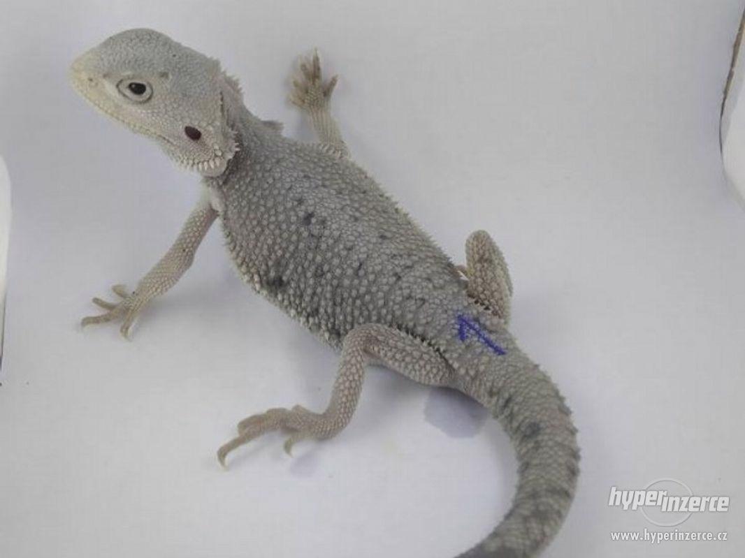 Zero - agama vousatá - foto 1