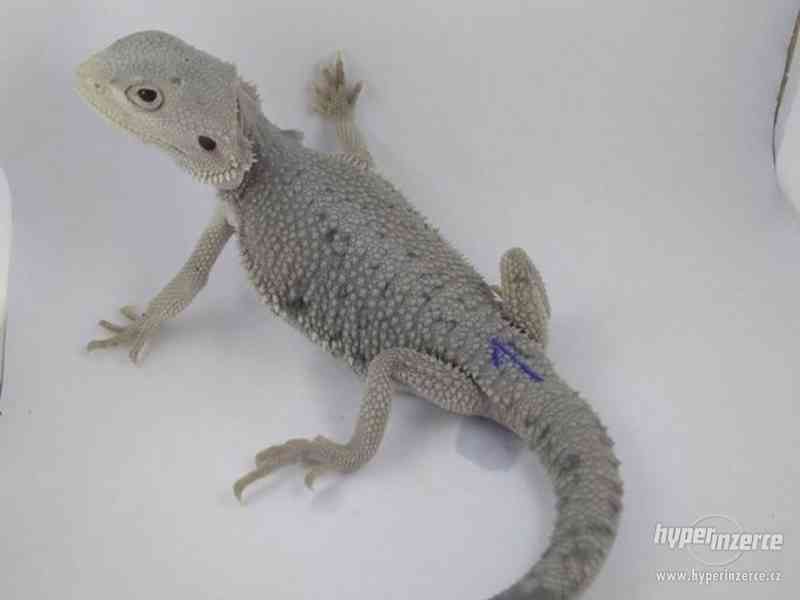Zero - agama vousatá - foto 1